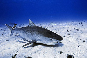 This image was taken at Tiger Beach - Bahamas .... yet an... by Steven Anderson 